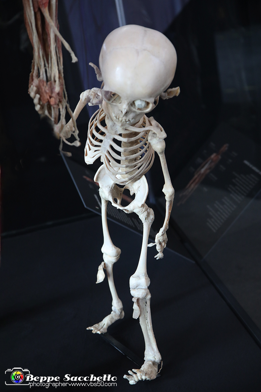 VBS_3032 - Mostra Body Worlds.jpg